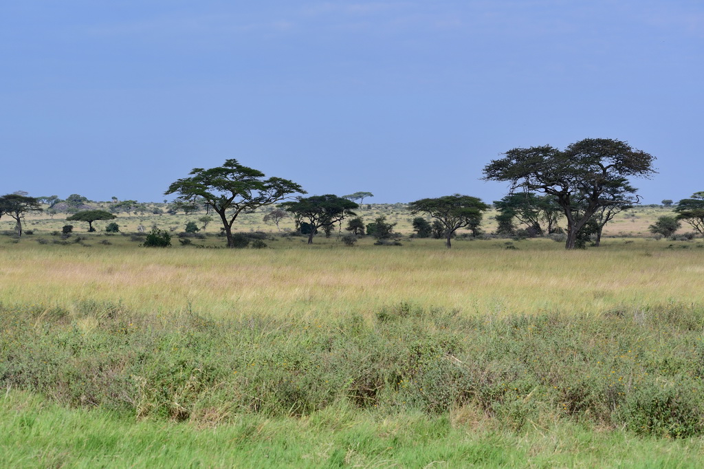 Central Serengeti